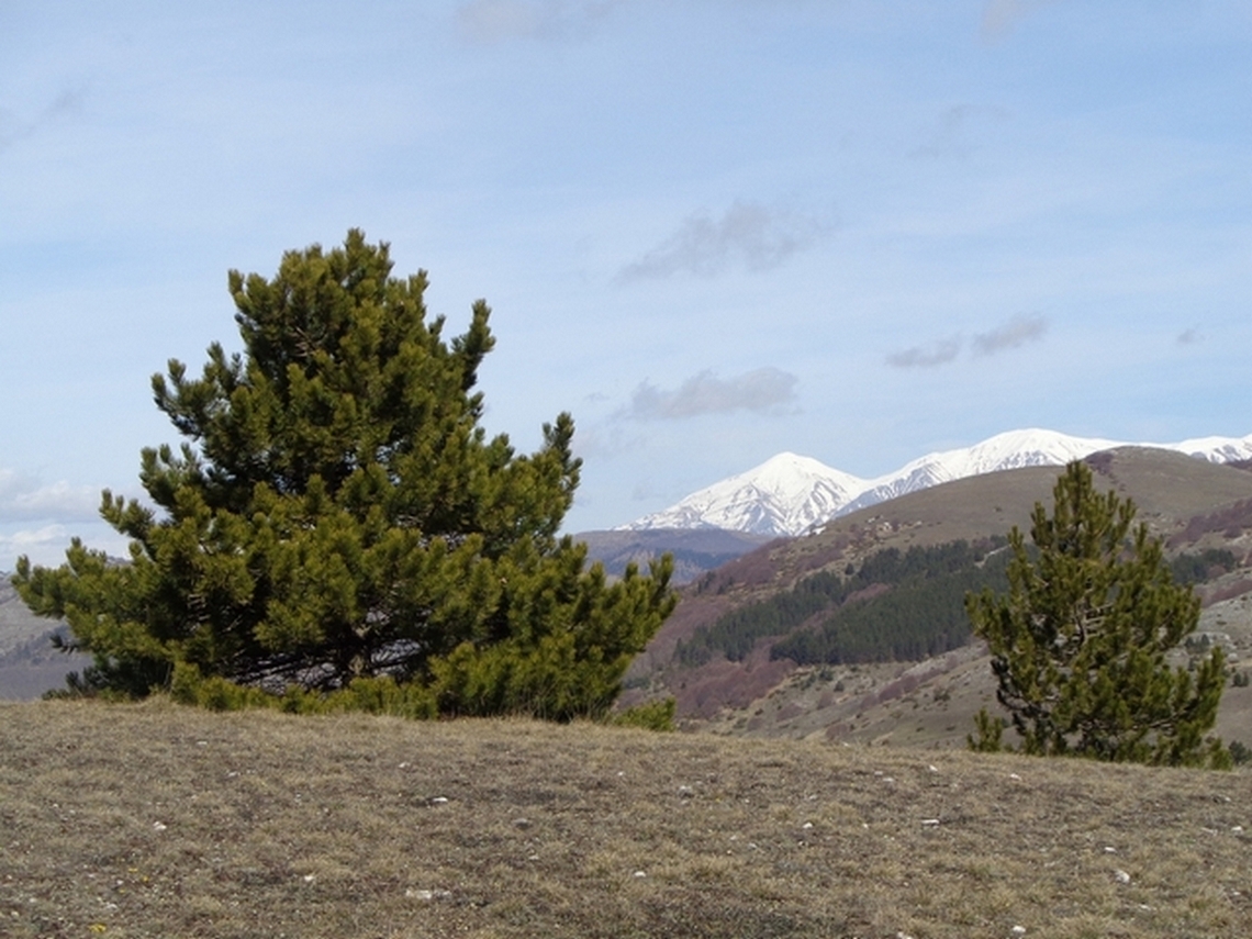 La natura cresce da sola