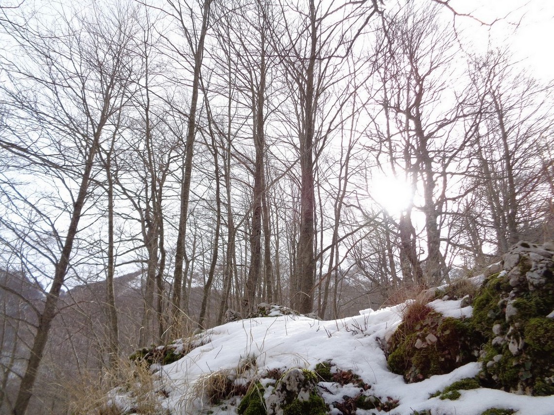 Il massiccio inizia a vedersi fra gli alberi
