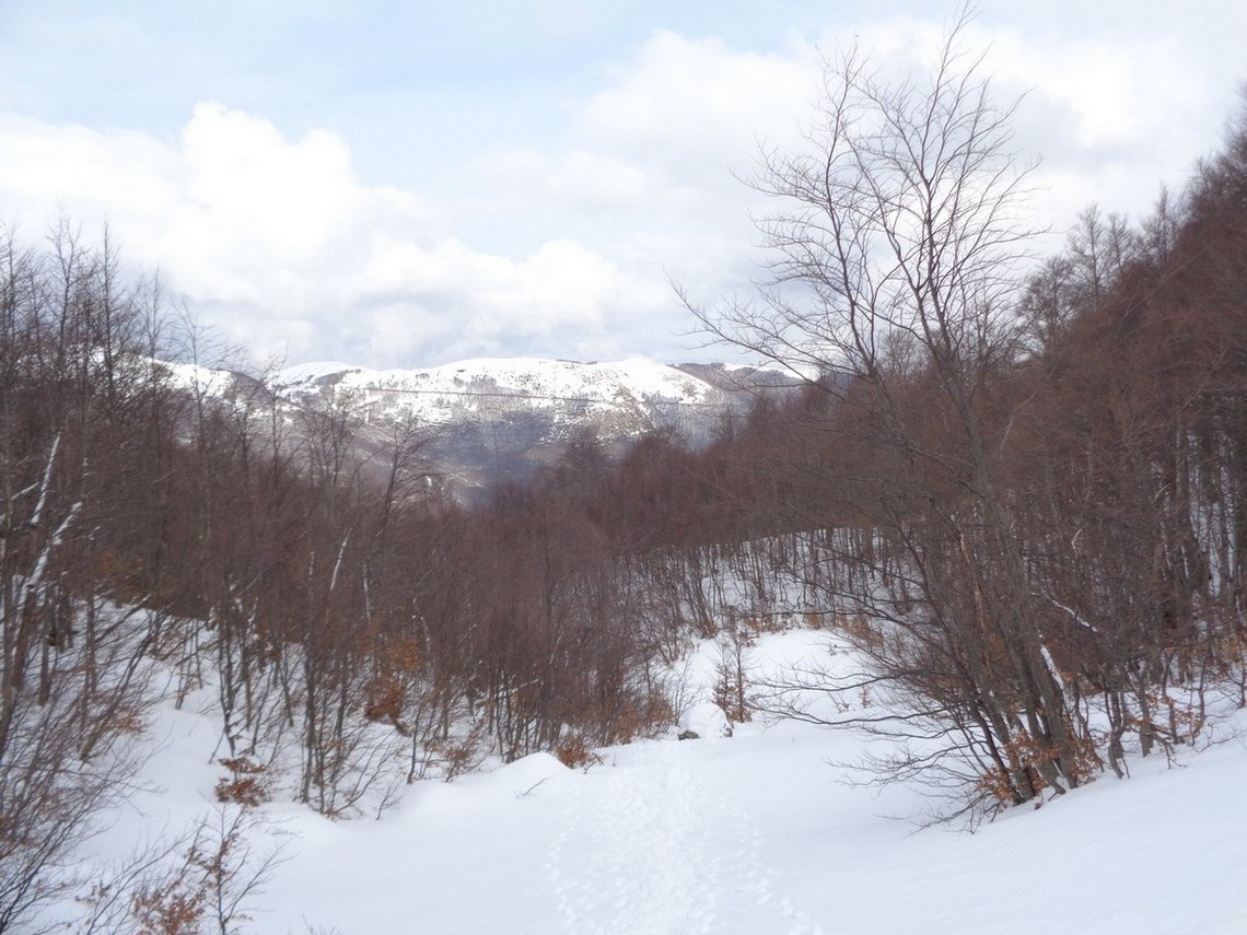Il bosco lasciato