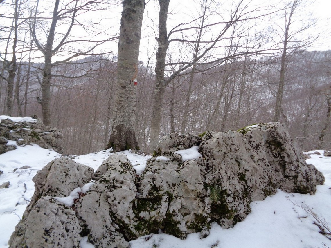 Si rientra nel bosco