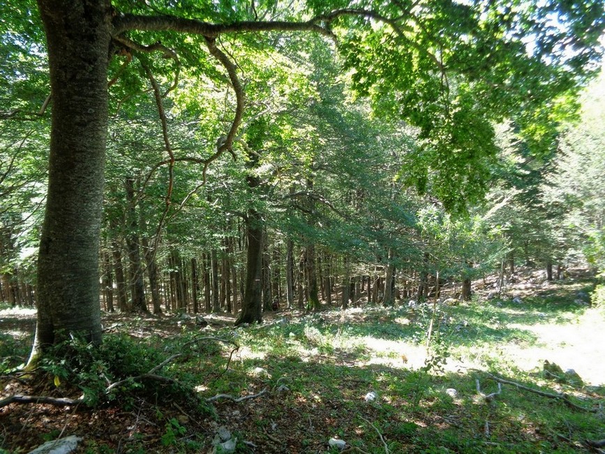 Bosco fitto e sconosciuto
