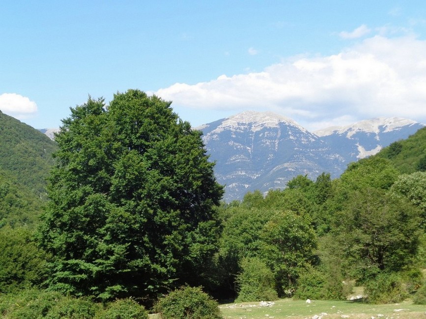 Alberi maestosi