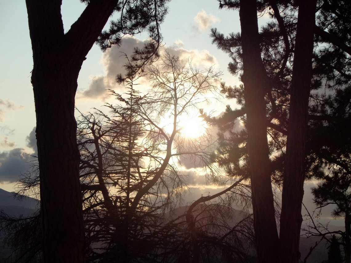 La bellissima pineta di Pizzoli