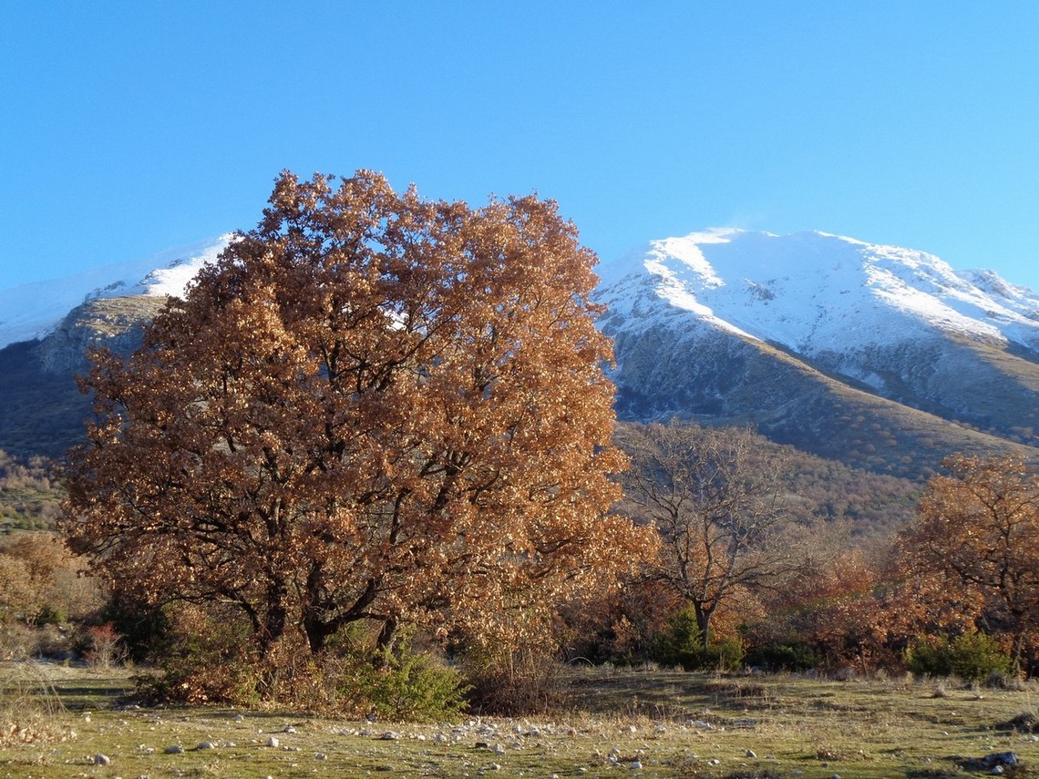 Le prima bellezze