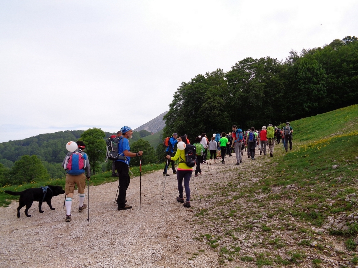 Ci si inoltra nel bosco