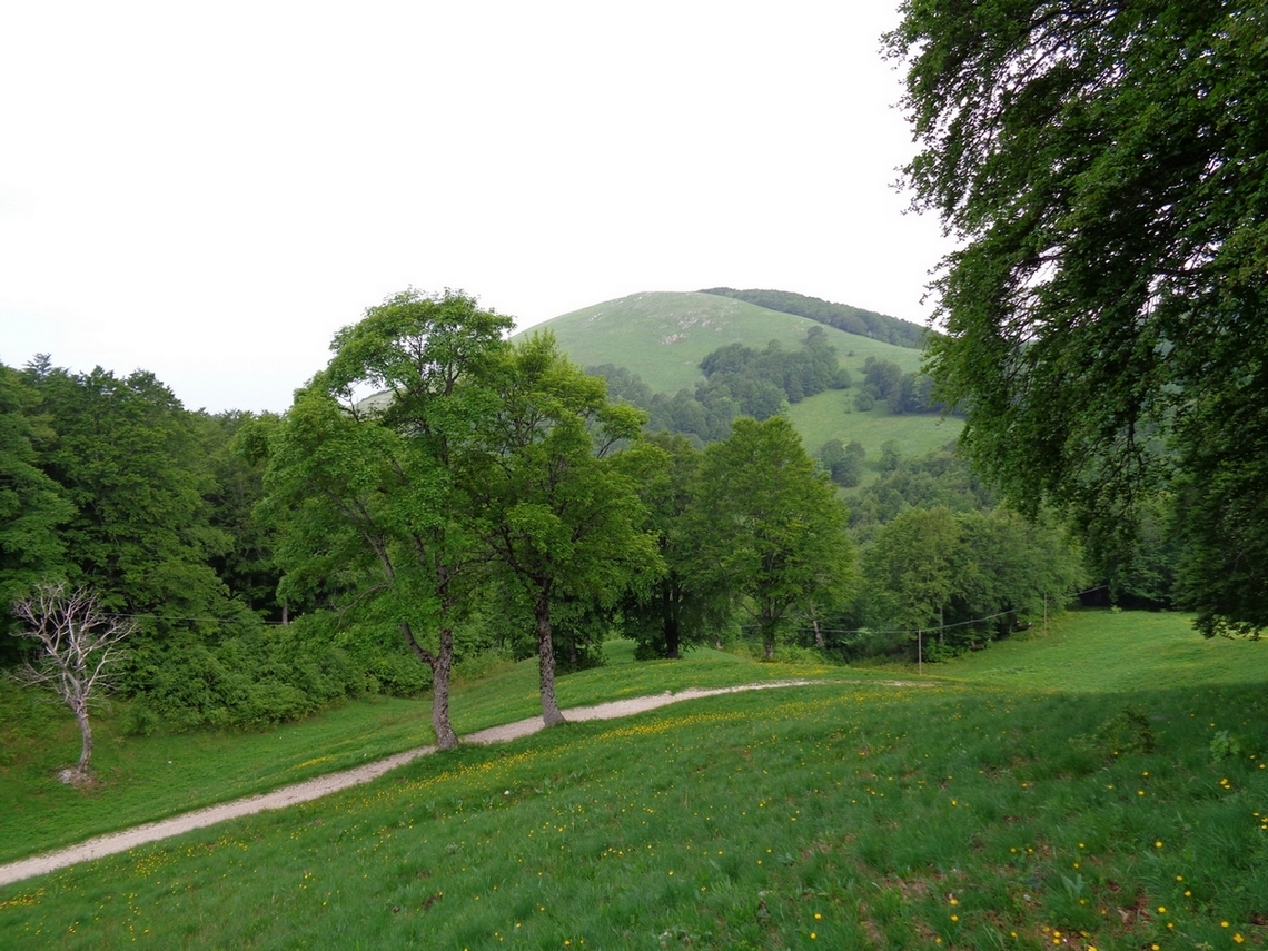 La pace del bosco viene turbata dalla massa umana