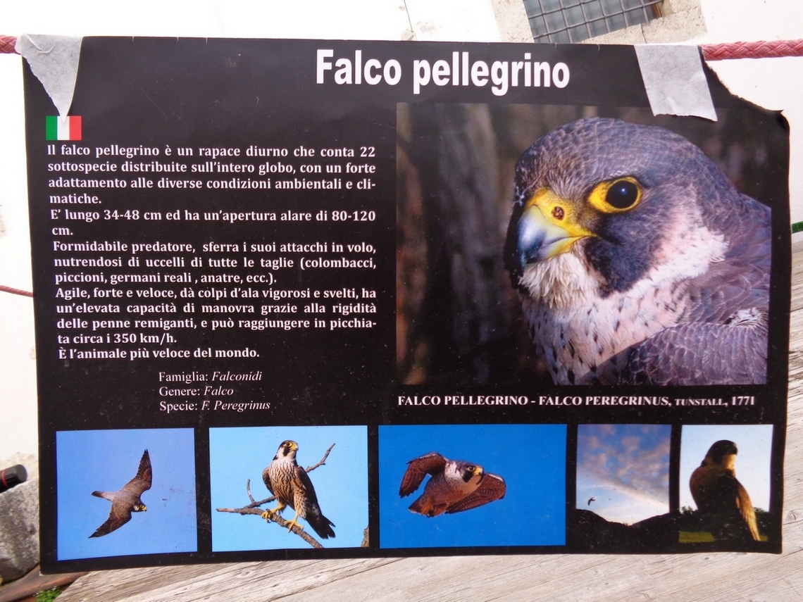 Il falco pellegrino