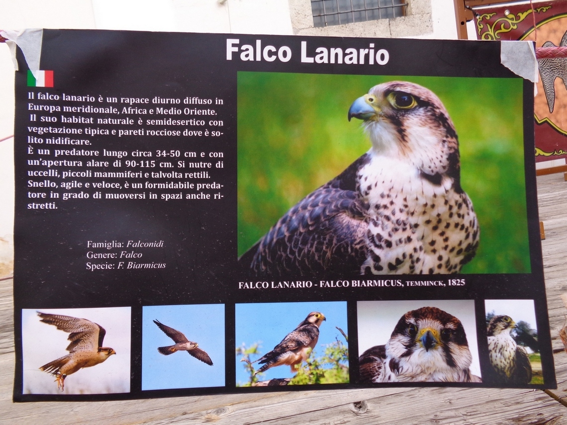Il falco lanario
