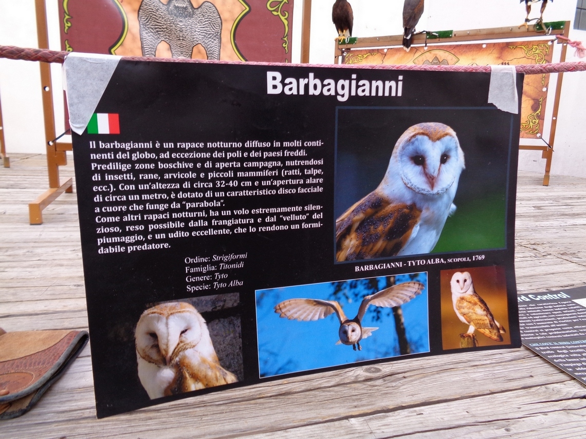 Il Barbagianni