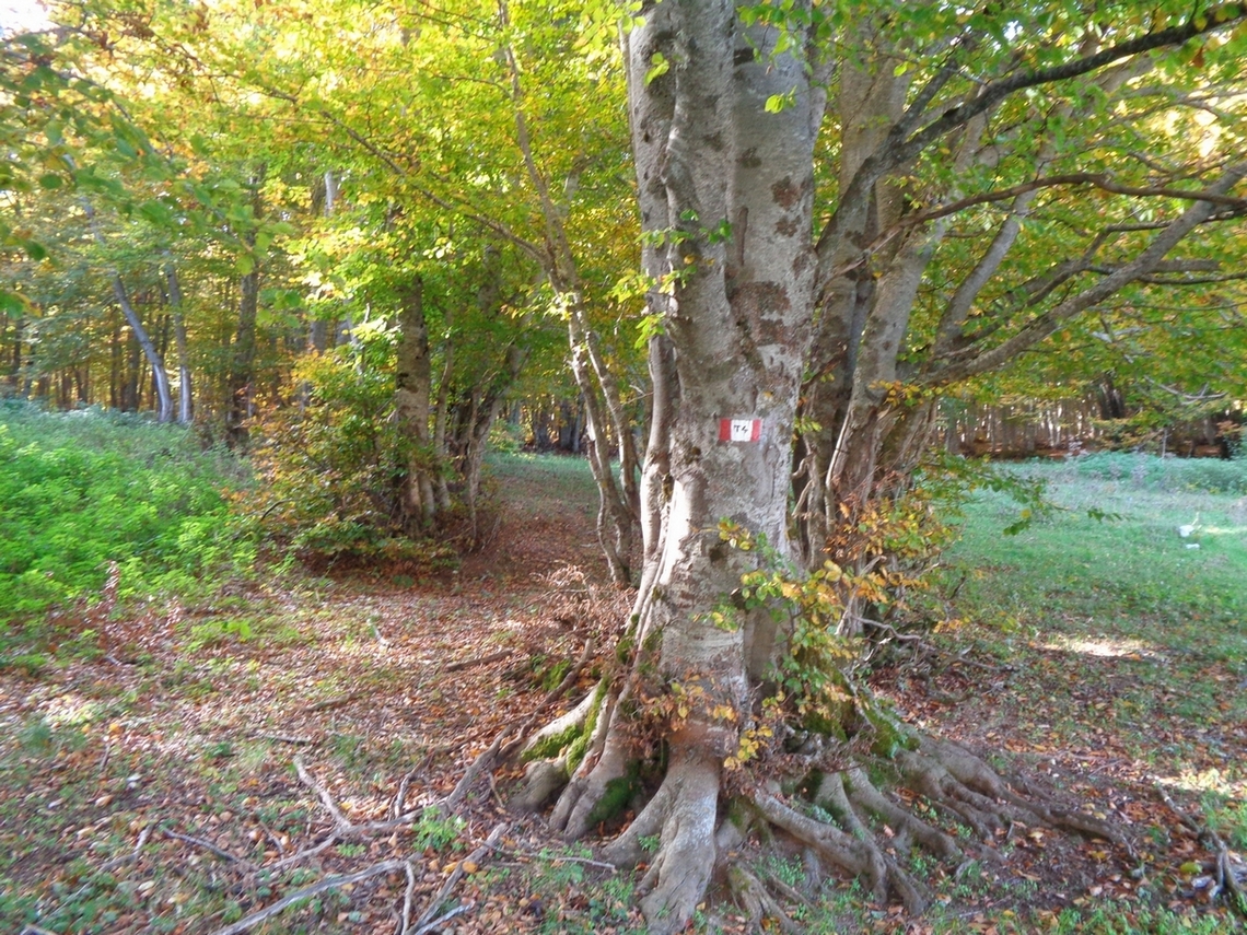ricomincia il bosco