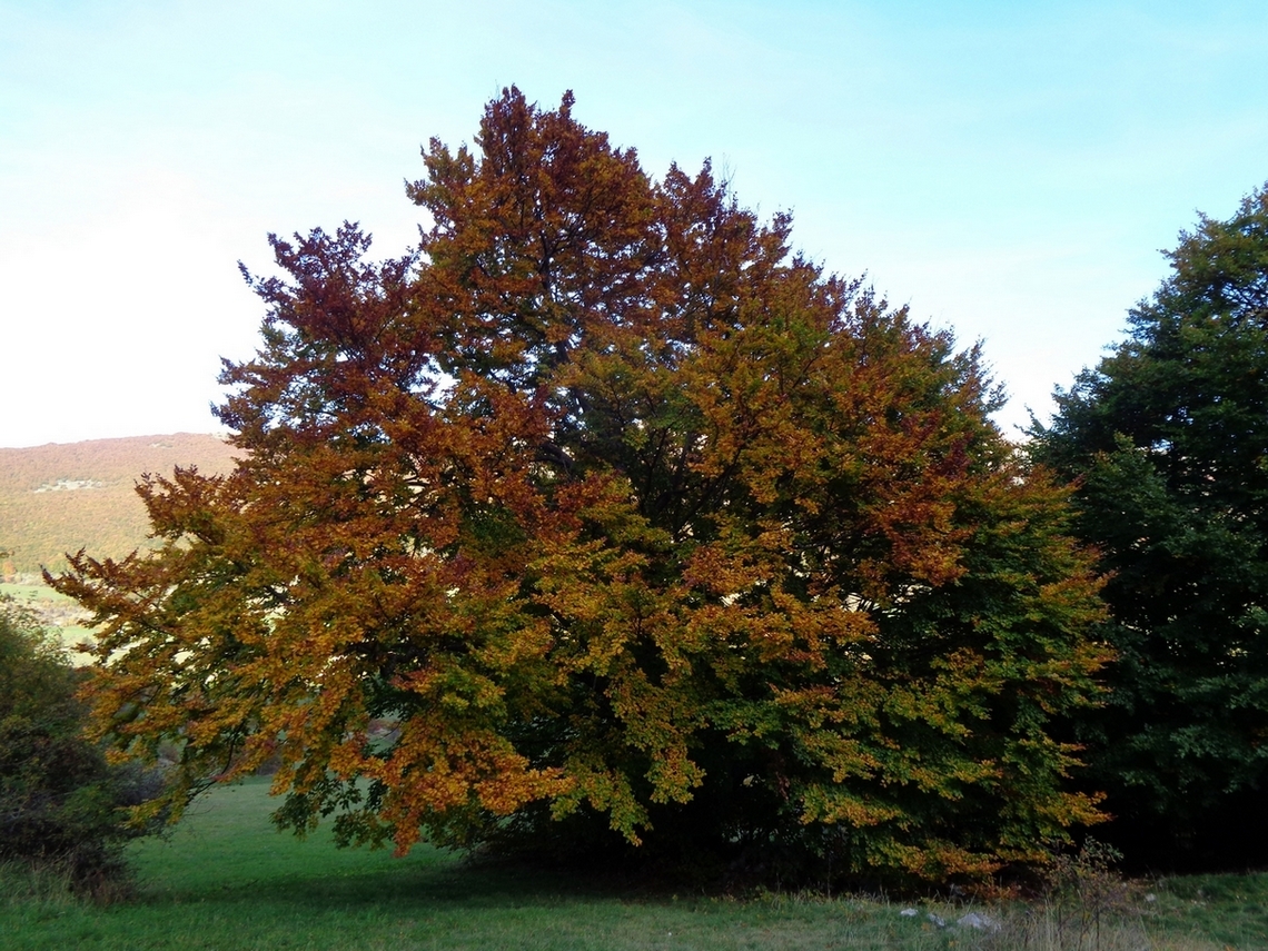 che colori