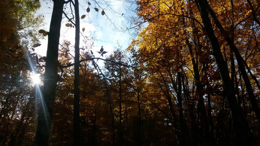 Mi trovavo in questo bosco...