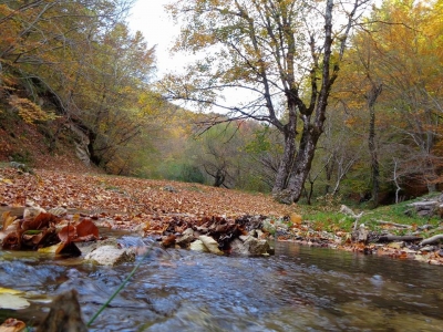 L'Autunno