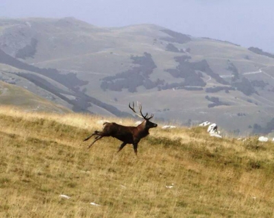 Ho visto tanta fauna...