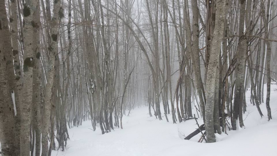 Camminare nel bosco...